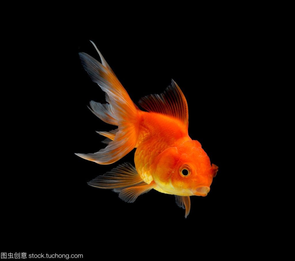 養(yǎng)虎魚用黑色背景:養(yǎng)虎魚是否適合使用黑色背景 虎魚百科 第1張 養(yǎng)虎魚用黑色背景:養(yǎng)虎魚是否適合使用黑色背景 養(yǎng)虎魚用黑色背景:養(yǎng)虎魚是否適合使用黑色背景 虎魚百科 第1張
