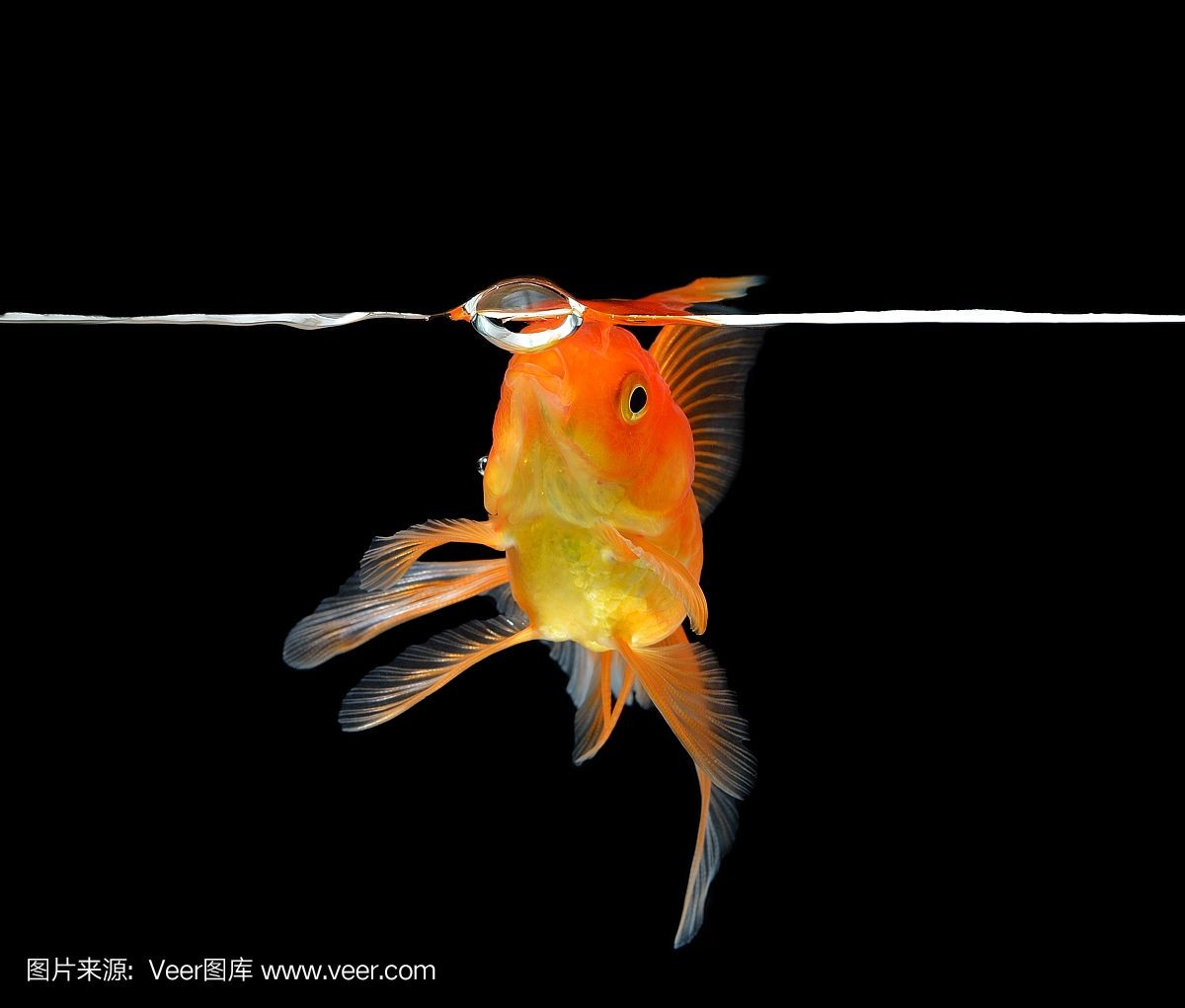 養(yǎng)虎魚用黑色背景:養(yǎng)虎魚是否適合使用黑色背景 虎魚百科 第2張 養(yǎng)虎魚用黑色背景:養(yǎng)虎魚是否適合使用黑色背景 養(yǎng)虎魚用黑色背景:養(yǎng)虎魚是否適合使用黑色背景 虎魚百科 第2張