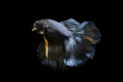 養(yǎng)虎魚用黑色背景：養(yǎng)虎魚是否適合使用黑色背景 養(yǎng)虎魚用黑色背景：養(yǎng)虎魚是否適合使用黑色背景 虎魚百科 第3張