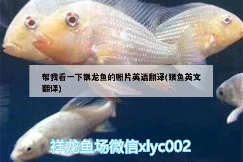幫我看一下銀龍魚(yú)的照片英語(yǔ)翻譯(銀魚(yú)英文翻譯)