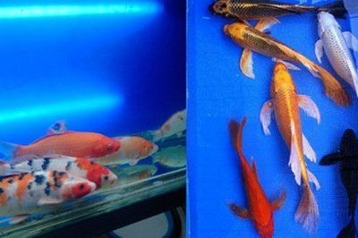 1.8米的魚(yú)缸能養(yǎng)多少錦鯉呢：1.8米的魚(yú)缸能養(yǎng)多少錦鯉