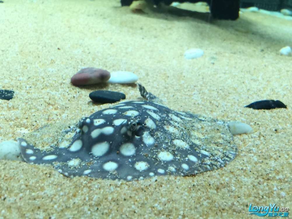 黑帝魟魚：黑帝魟魚是一種什么樣的魚？ 黑帝魟魚：黑帝魟魚是一種什么樣的魚？ 魟魚百科 第1張