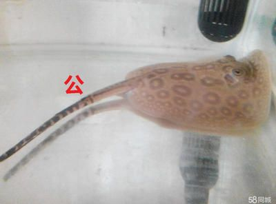 黑帝魟魚：黑帝魟魚是一種什么樣的魚？ 黑帝魟魚：黑帝魟魚是一種什么樣的魚？ 魟魚百科 第2張