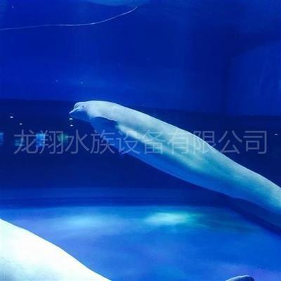 東莞水族館vs祥龍魚場（東莞水族館與祥龍魚場之間的區別）