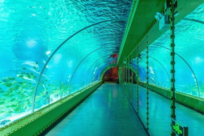 東莞水族館vs祥龍魚場（東莞水族館與祥龍魚場之間的區別）