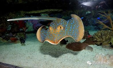 魟魚進缸后幾天可以換水：魟魚進缸后幾天可以換水嗎 魟魚進缸后幾天可以換水：魟魚進缸后幾天可以換水嗎 魟魚百科 第3張