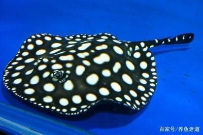 魟魚進缸后幾天可以換水:魟魚進缸后幾天可以換水嗎 魟魚百科 第2張 魟魚進缸后幾天可以換水:魟魚進缸后幾天可以換水嗎 魟魚進缸后幾天可以換水:魟魚進缸后幾天可以換水嗎 魟魚百科 第2張