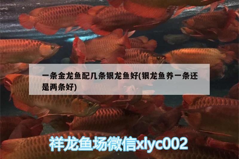 一條金龍魚配幾條銀龍魚好(銀龍魚養一條還是兩條好)
