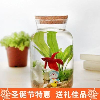 斗魚(yú)缸裝飾不能放什么植物：斗魚(yú)缸裝飾與水質(zhì)控制