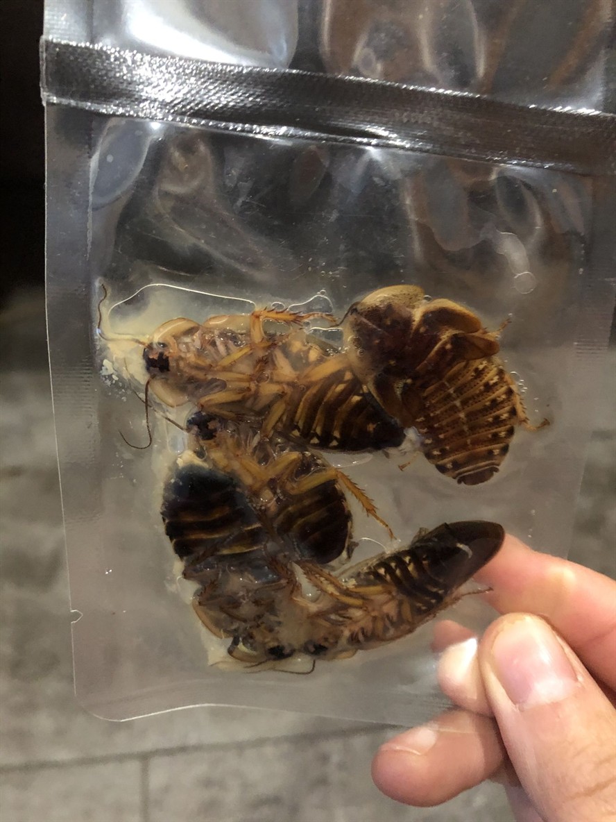 缺德店家買的蟑螂全部臭了包裝通通漏氣