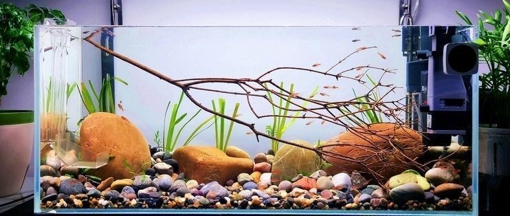 魚缸過濾器選購指南:自制魚缸過濾器魚缸上置過濾器對于養魚愛好者的必備知識 森森除油膜器出水口流量怎么調 森森魚缸 森森除油膜器出水口流量怎么調 森森除油膜器出水口流量怎么調 森森魚缸