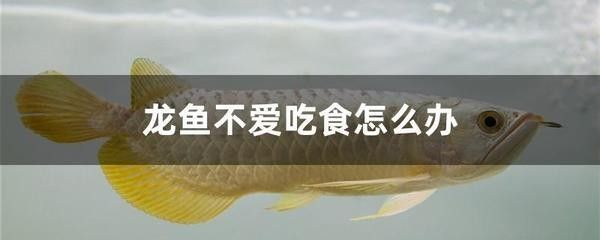 龍魚突然不愛吃食怎么辦呀怎么回事呢