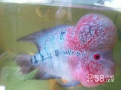 中山龍魚vs祥龍魚場（中山龍魚與祥龍魚場之間有什么關系？）