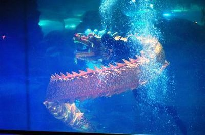 海底飛龍魚學名