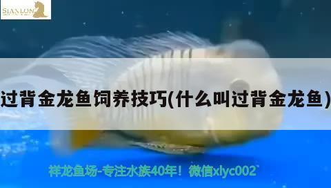 過背金龍魚飼養技巧(什么叫過背金龍魚)