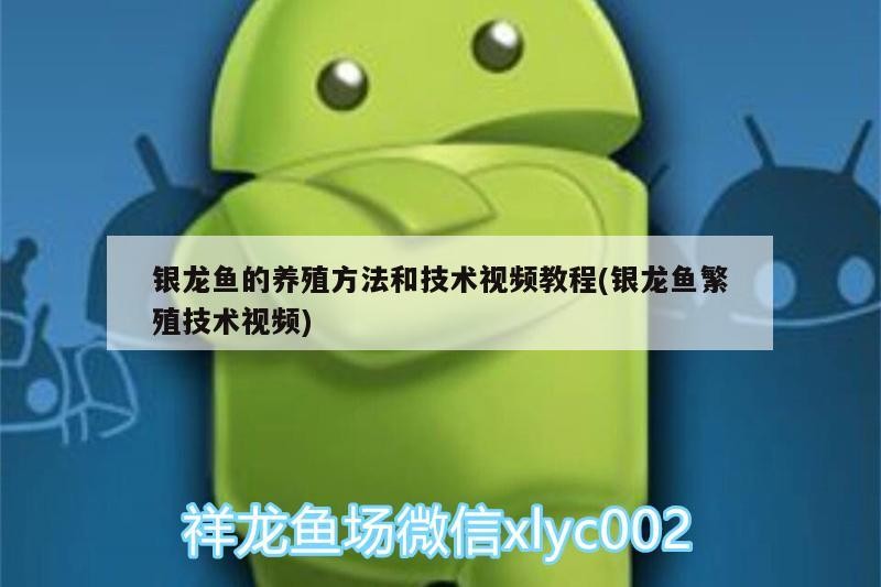 銀龍魚的養殖方法和技術視頻教程(銀龍魚繁殖技術視頻)