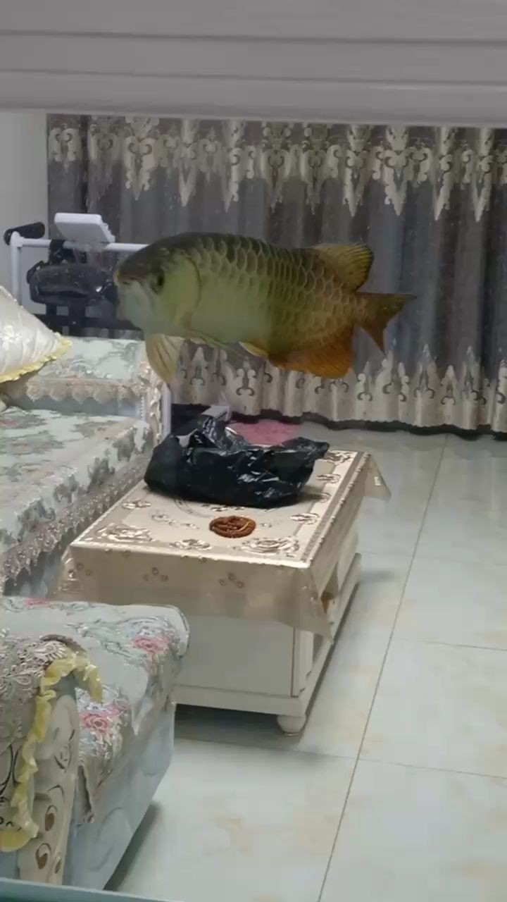 豐澤區(qū)妙妙觀賞魚(yú)店