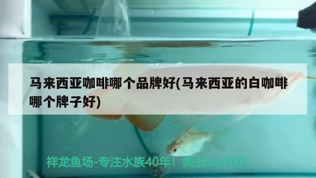 馬來西亞咖啡哪個品牌好(馬來西亞的白咖啡哪個牌子好)