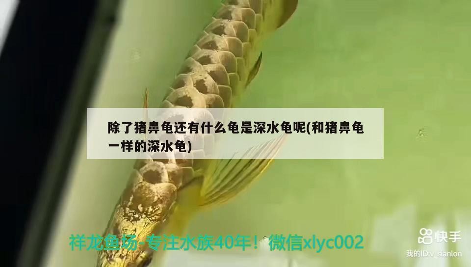 魚缸用增氧泵價格是多少:魚缸增氧機-xtrac增氧機-xtrac增氧機 除了豬鼻龜還有什么龜是深水龜呢(和豬鼻龜一樣的深水龜) 豬鼻龜百科 除了豬鼻龜還有什么龜是深水龜呢(和豬鼻龜一樣的深水龜) 除了豬鼻龜還有什么龜是深水龜呢(和豬鼻龜一樣的深水龜) 豬鼻龜百科