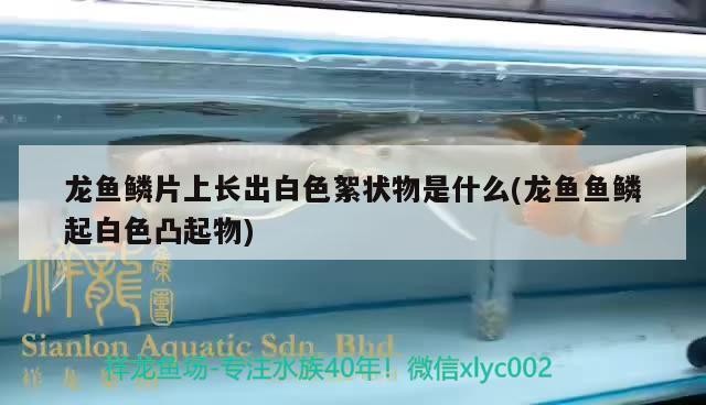 龍魚鱗片上長(zhǎng)出白色絮狀物是什么(龍魚魚鱗起白色凸起物)