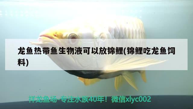 龍魚熱帶魚生物液可以放錦鯉(錦鯉吃龍魚飼料) 龍魚熱帶魚生物液可以放錦鯉(錦鯉吃龍魚飼料) 紅龍魚百科