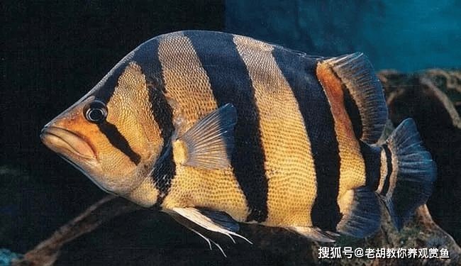 虎魚眼睛腫大：虎魚眼睛腫大可能是由于多種原因引起的