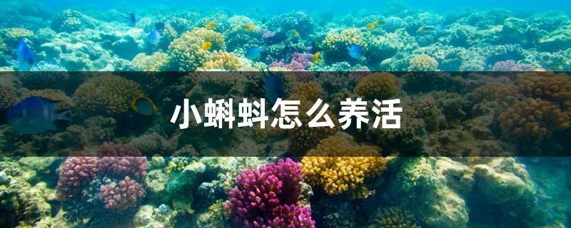 小蝌蚪怎么養活