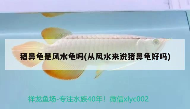豬鼻龜是風(fēng)水龜嗎(從風(fēng)水來說豬鼻龜好嗎) 豬鼻龜是風(fēng)水龜嗎(從風(fēng)水來說豬鼻龜好嗎) 豬鼻龜百科 第2張