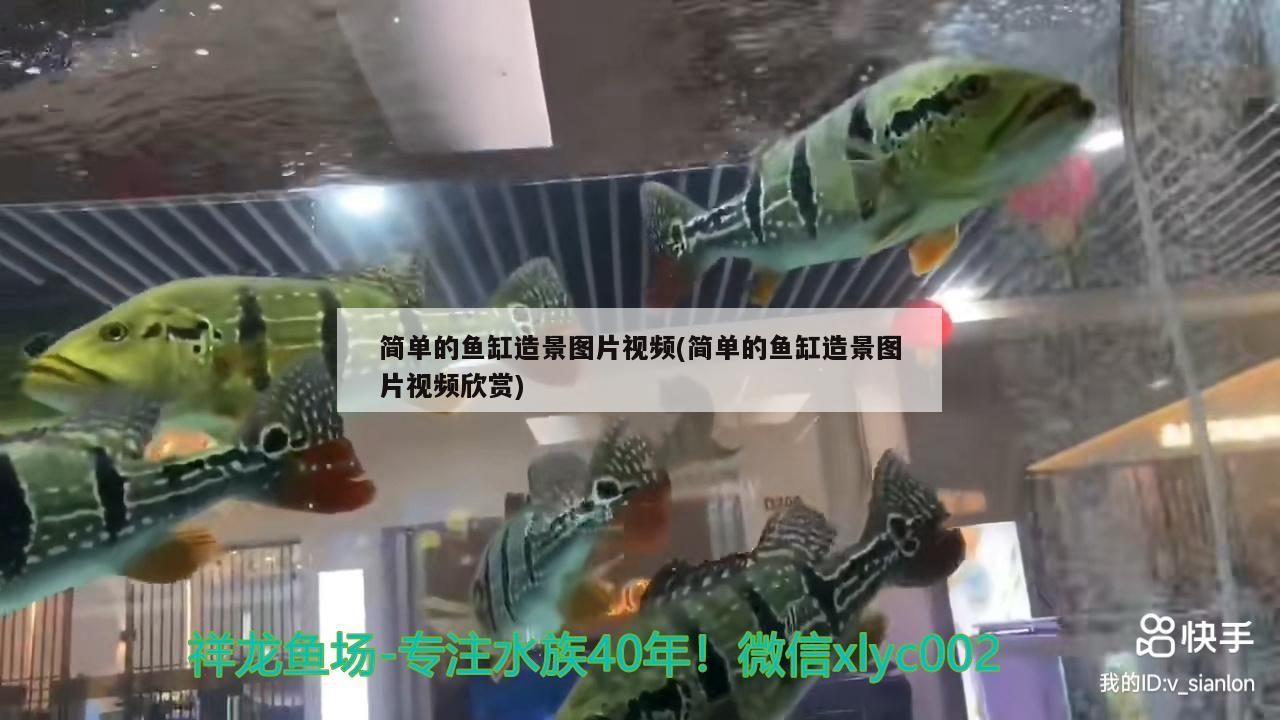 簡單的魚缸造景圖片視頻(簡單的魚缸造景圖片視頻欣賞)