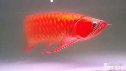 紅龍魚如何挑選品種圖解：紅龍魚如何挑選及種類