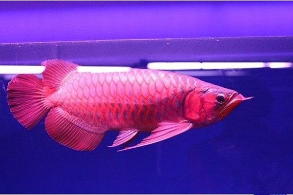 紅龍魚如何挑選品種圖解：紅龍魚如何挑選及種類