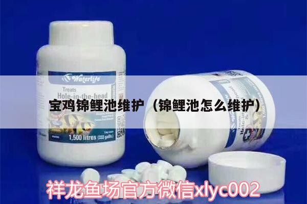 寶雞錦鯉池維護（錦鯉池怎么維護）