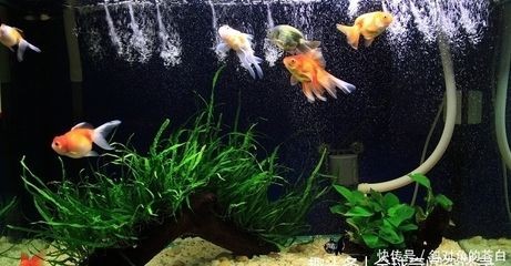 大魚缸金魚養(yǎng)幾條好看:養(yǎng)金魚多少合適? 魚缸百科 第3張 大魚缸金魚養(yǎng)幾條好看:養(yǎng)金魚多少合適? 大魚缸金魚養(yǎng)幾條好看:養(yǎng)金魚多少合適? 魚缸百科 第3張