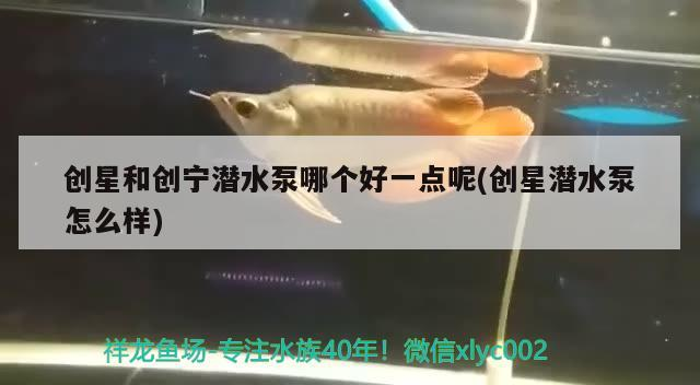 創星和創寧潛水泵哪個好一點呢(創星潛水泵怎么樣) 創星和創寧潛水泵哪個好一點呢(創星潛水泵怎么樣) 創寧水族