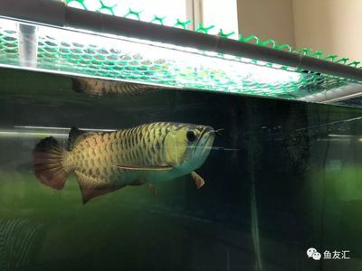 高背和b過背的區(qū)別（如何區(qū)別高背與b過金龍魚）