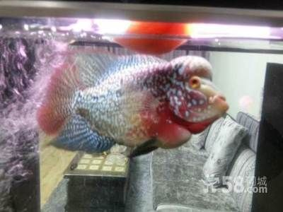 高背和b過背的區(qū)別（如何區(qū)別高背與b過金龍魚）