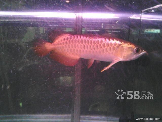高背和b過背的區(qū)別（如何區(qū)別高背與b過金龍魚）