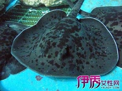 魟魚裙邊被咬了怎么辦：魟魚裙邊被咬了怎么辦，[需手動(dòng)填充]魚裙邊被咬了怎么辦