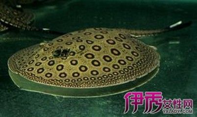 魟魚裙邊被咬了怎么辦：魟魚裙邊被咬了怎么辦，[需手動(dòng)填充]魚裙邊被咬了怎么辦