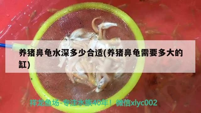 養豬鼻龜水深多少合適(養豬鼻龜需要多大的缸)