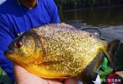 虎魚黑點怎么處理干凈：虎魚體色變黑怎么辦