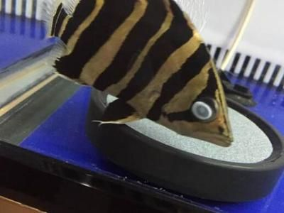 虎魚輕微蒙眼怎么治療：虎魚蒙眼怎么治療 虎魚輕微蒙眼怎么治療：虎魚蒙眼怎么治療 虎魚百科 第1張