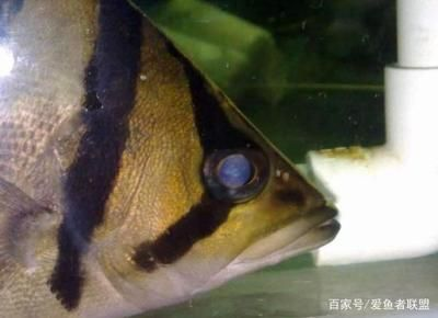 虎魚輕微蒙眼怎么治療：虎魚蒙眼怎么治療 虎魚輕微蒙眼怎么治療：虎魚蒙眼怎么治療 虎魚百科 第2張