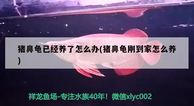 豬鼻龜已經養了怎么辦(豬鼻龜剛到家怎么養)