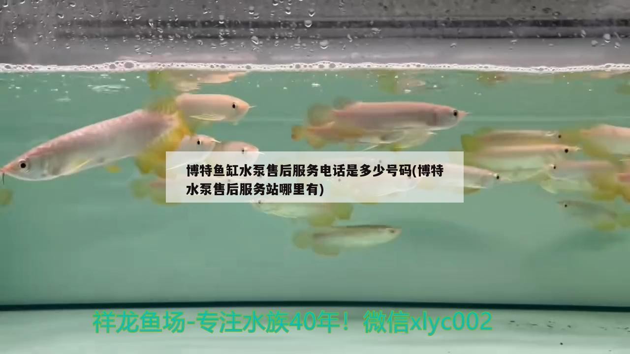 博特魚缸水泵售后服務電話是多少號碼(博特水泵售后服務站哪里有)