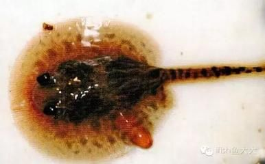 魟魚排便粉狀：探討魟魚排便為何呈現粉狀的問題