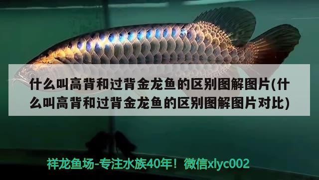 什么叫高背和過(guò)背金龍魚的區(qū)別圖解圖片(什么叫高背和過(guò)背金龍魚的區(qū)別圖解圖片對(duì)比)