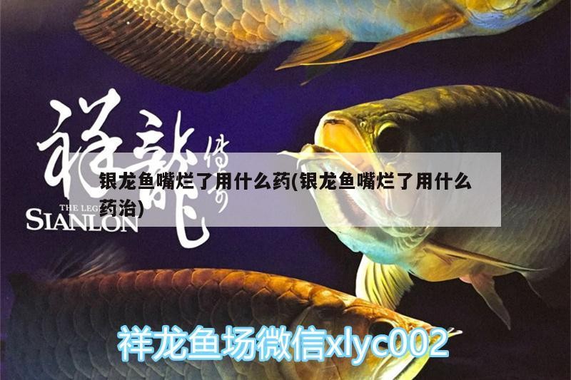 銀龍魚嘴爛了用什么藥(銀龍魚嘴爛了用什么藥治) 銀龍魚嘴爛了用什么藥(銀龍魚嘴爛了用什么藥治) 銀龍魚百科