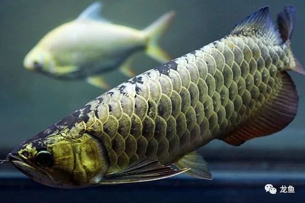 極具觀賞價值-過背金龍魚