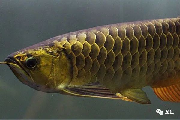 極具觀賞價值-過背金龍魚